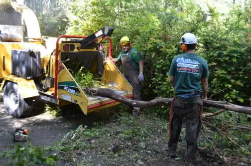 tree services Hainesville